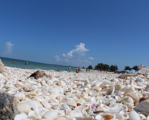 A beach with many shells on the ground